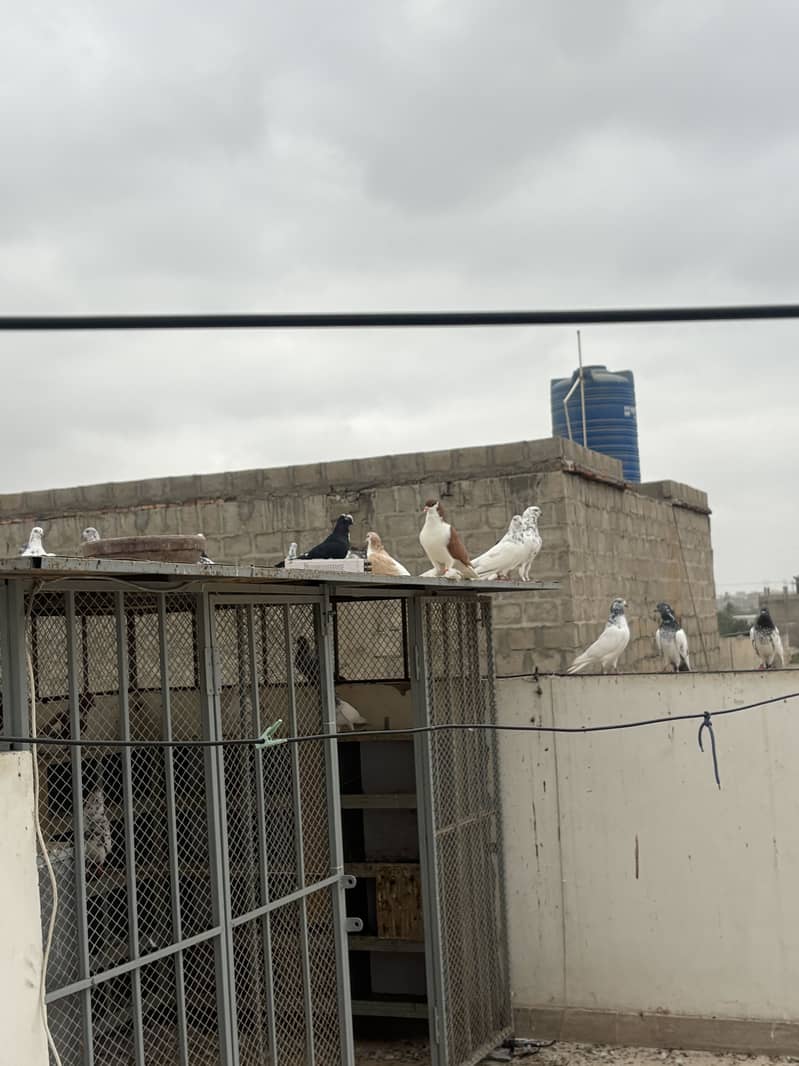 pigeons 14