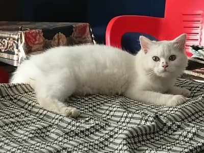 CAT FOR SELL PERSIAN BEAUTIFUL CAT FOR SELL