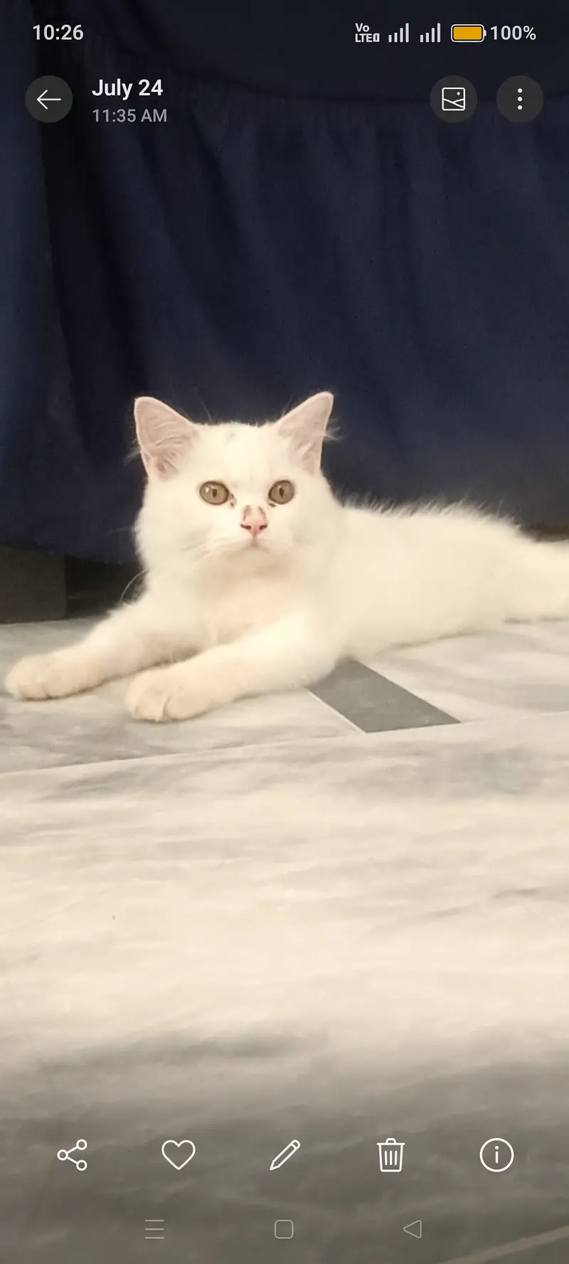 CAT FOR SELL PERSIAN BEAUTIFUL CAT FOR SELL — photo 2