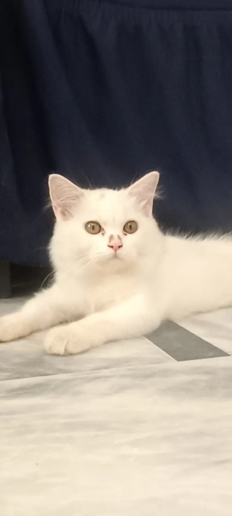 CAT FOR SELL PERSIAN BEAUTIFUL CAT FOR SELL — photo 3