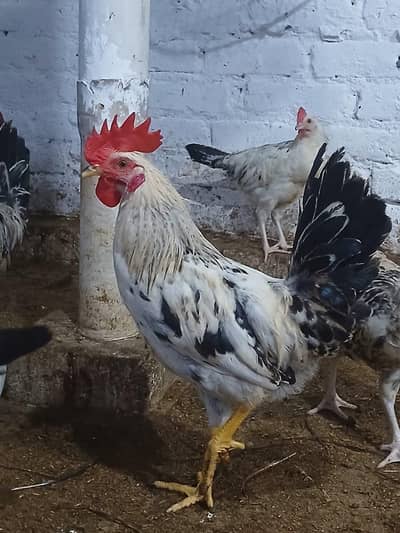 Murghay for sale | golden misri | desi | Astrolop | fayoumi | lohmann.