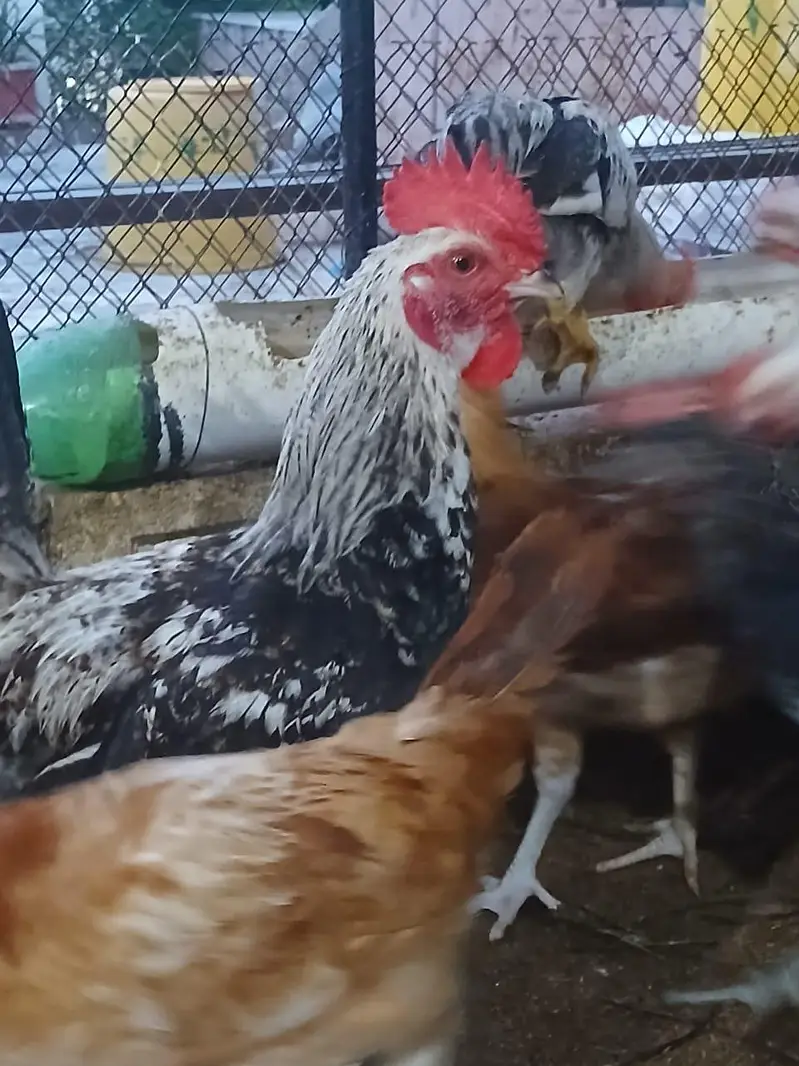 Murghay for sale | golden misri | desi | Astrolop | fayoumi | lohmann. — photo 2