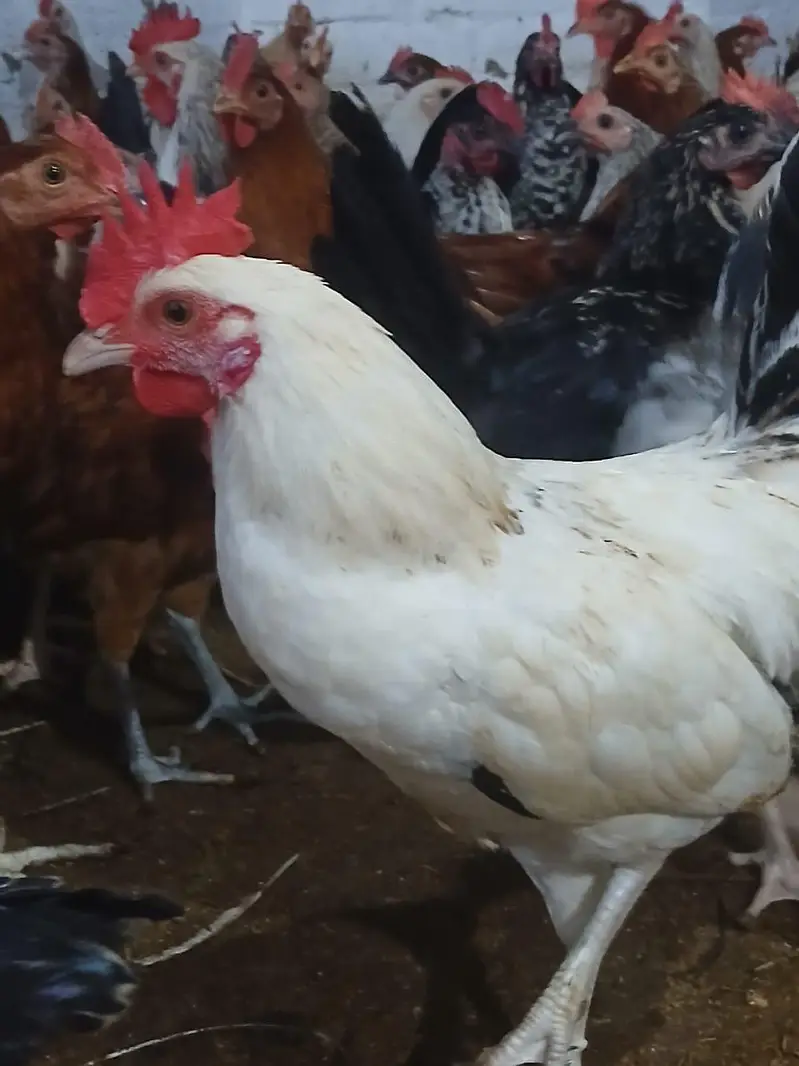 Murghay for sale | golden misri | desi | Astrolop | fayoumi | lohmann. — photo 3