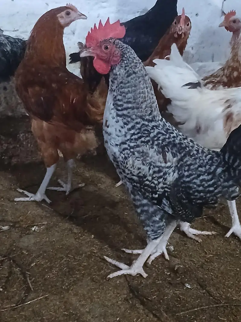 Murghay for sale | golden misri | desi | Astrolop | fayoumi | lohmann. — photo 4