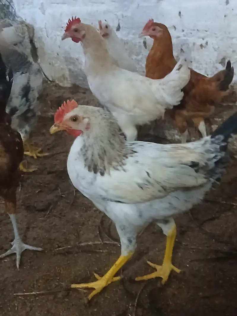 Murghay for sale | golden misri | desi | Astrolop | fayoumi | lohmann. — photo 6