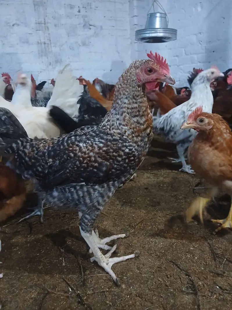 Murghay for sale | golden misri | desi | Astrolop | fayoumi | lohmann. — photo 7