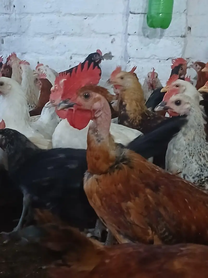 Murghay for sale | golden misri | desi | Astrolop | fayoumi | lohmann. — photo 8