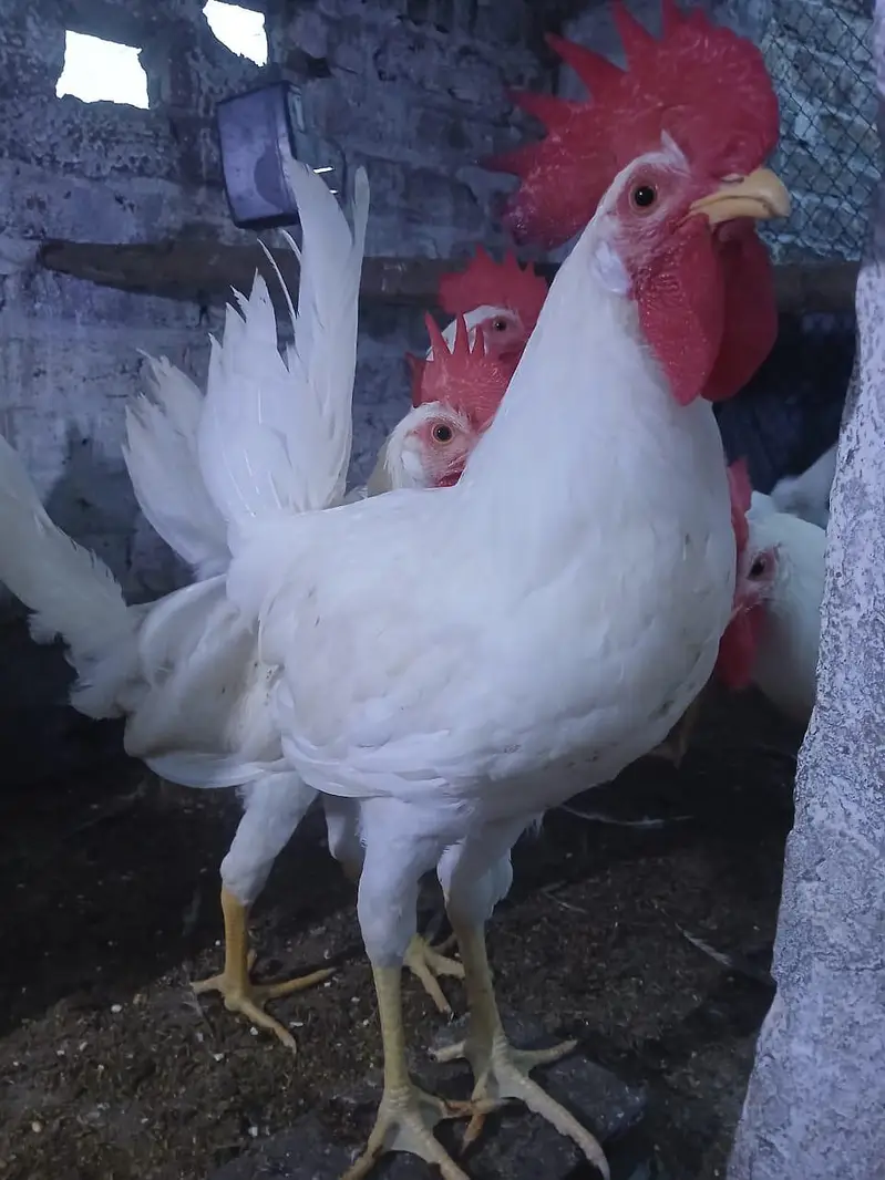 Murghay for sale | golden misri | desi | Astrolop | fayoumi | lohmann. — photo 10
