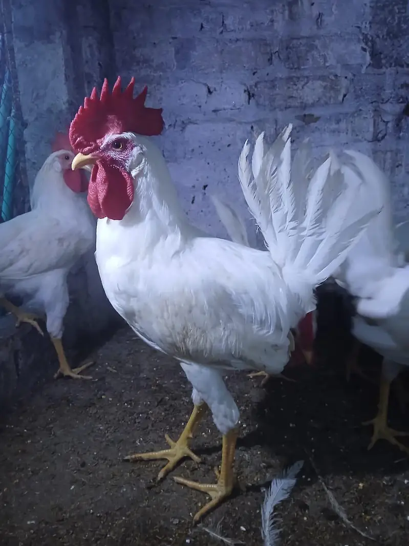 Murghay for sale | golden misri | desi | Astrolop | fayoumi | lohmann. — photo 11