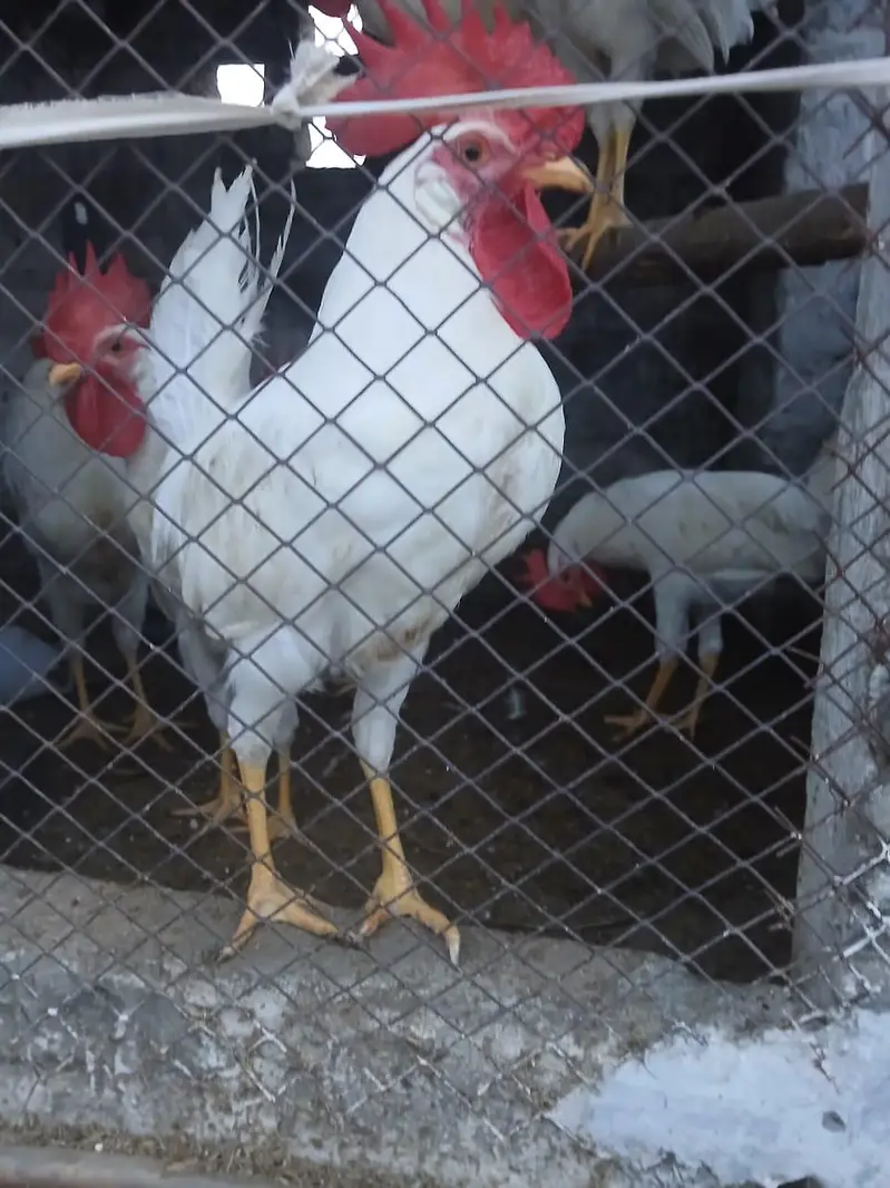 Murghay for sale | golden misri | desi | Astrolop | fayoumi | lohmann. — photo 12