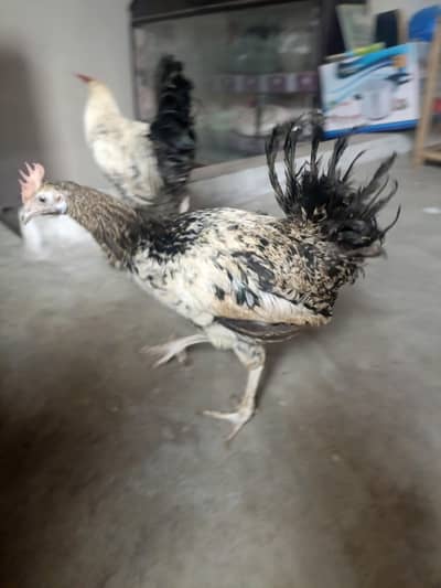 A pair of beautiful couple of hen