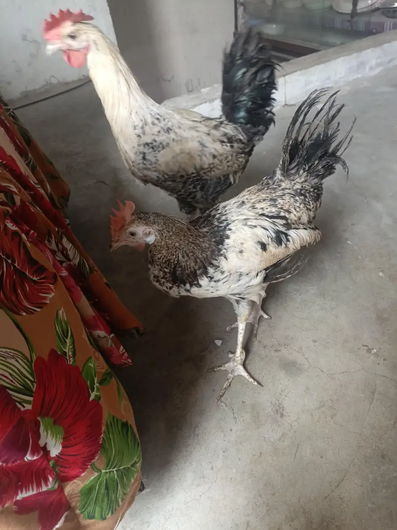A pair of beautiful couple of hen — photo 2