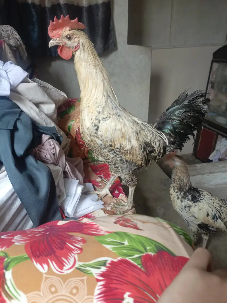 A pair of beautiful couple of hen — photo 3