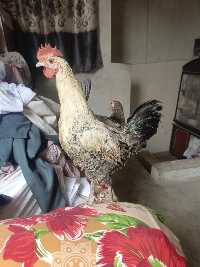 A pair of beautiful couple of hen — photo 4