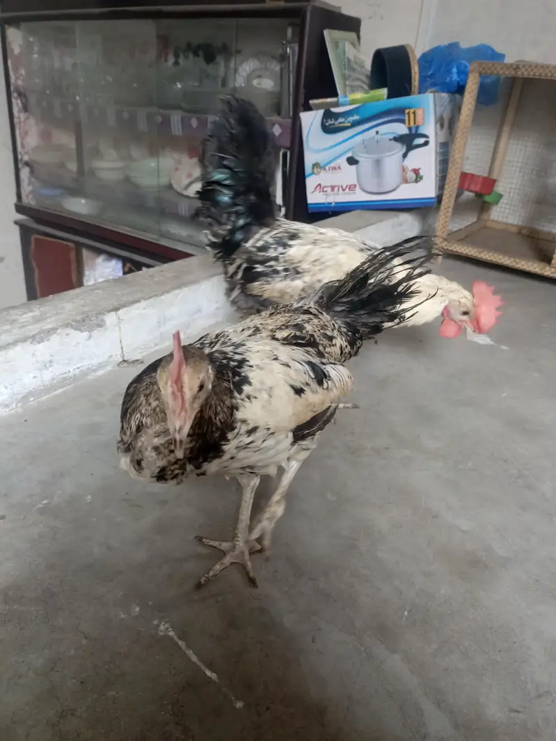 A pair of beautiful couple of hen — photo 5