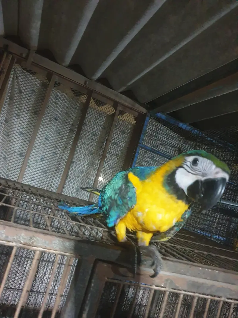 blue gold macaw /03152248124 — photo 3