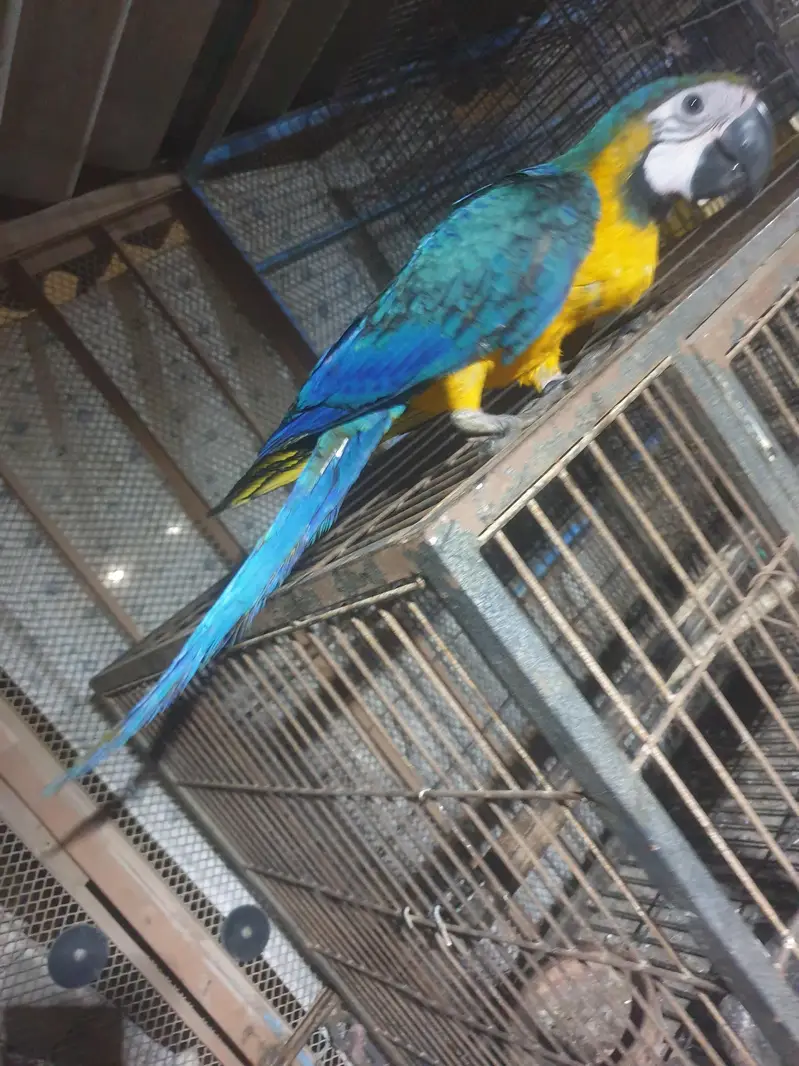 blue gold macaw /03152248124 — photo 4