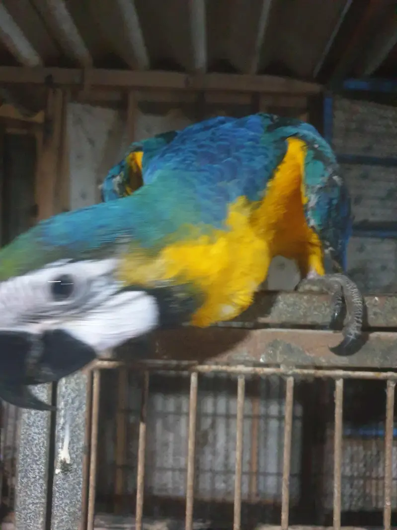 blue gold macaw /03152248124 — photo 5