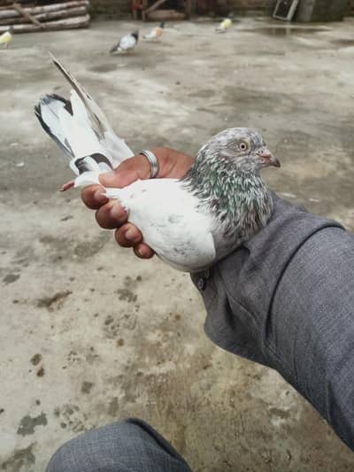 14 perwazi kabuter for sale cont 03405965839
