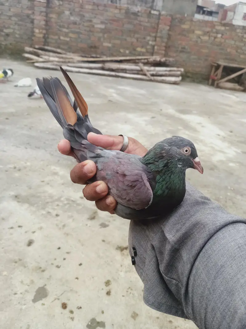 14 perwazi kabuter for sale cont 03405965839 — photo 3