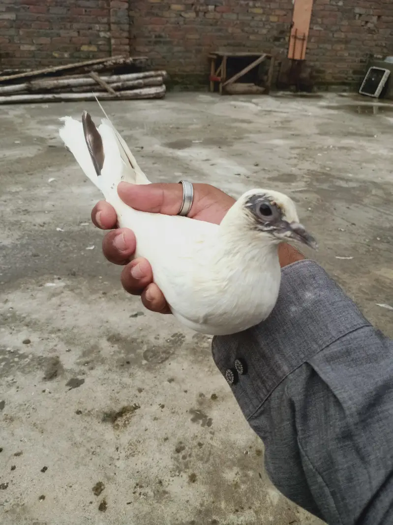 14 perwazi kabuter for sale cont 03405965839 — photo 7