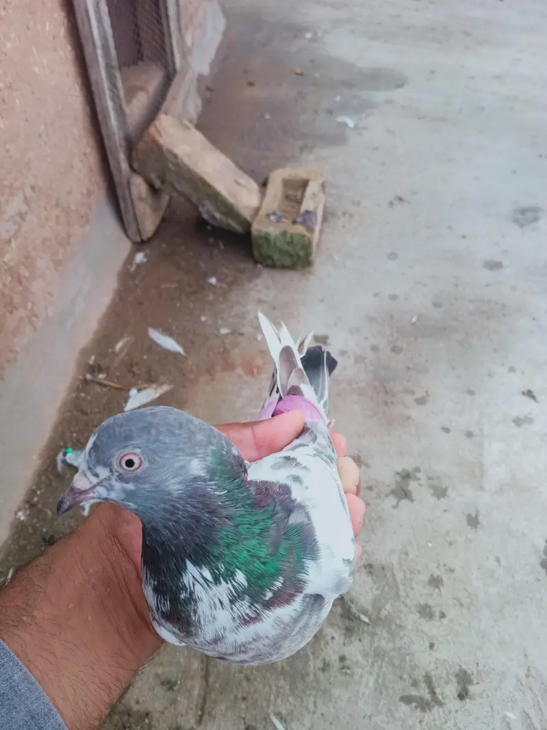 14 perwazi kabuter for sale cont 03405965839 — photo 11
