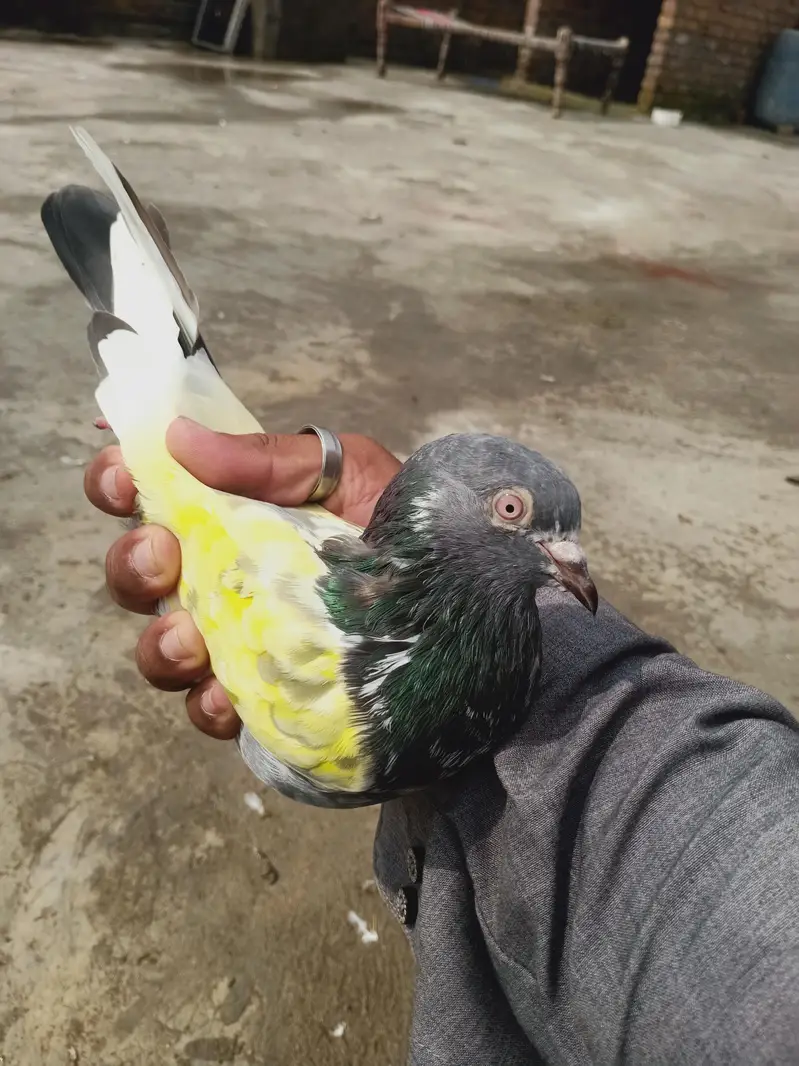 14 perwazi kabuter for sale cont 03405965839 — photo 12