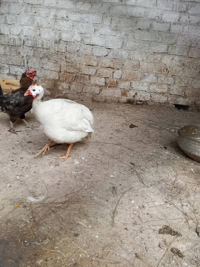 bahut ke acha pair ha white male black female