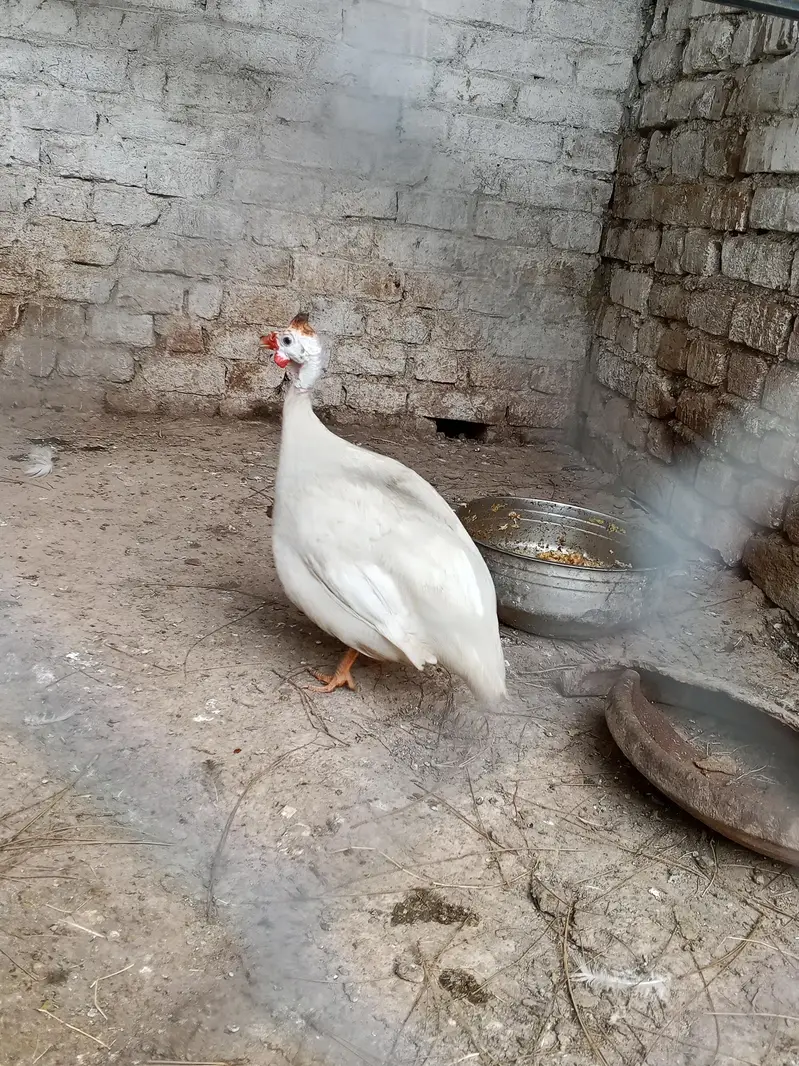 bahut ke acha pair ha white male black female — photo 2