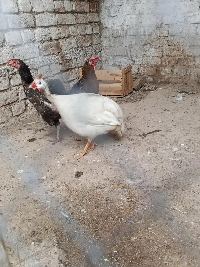 bahut ke acha pair ha white male black female — photo 3