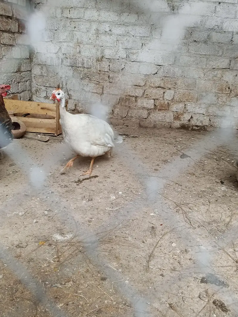 bahut ke acha pair ha white male black female — photo 4