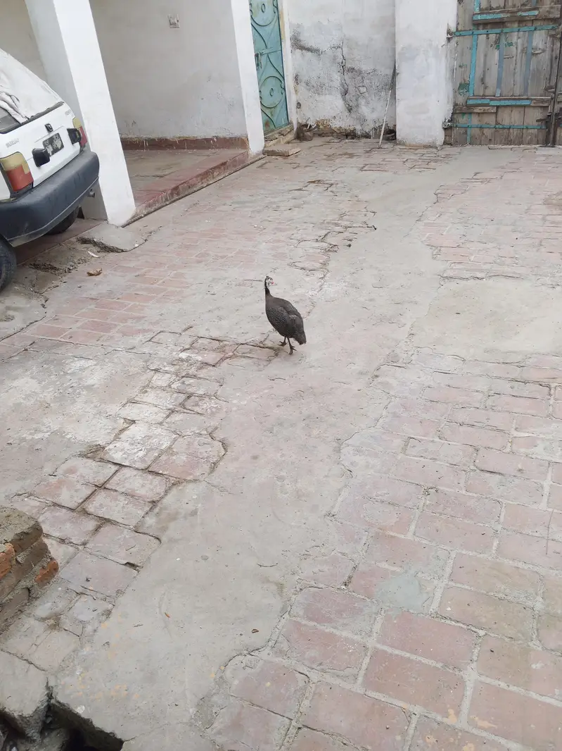 bahut ke acha pair ha white male black female — photo 5