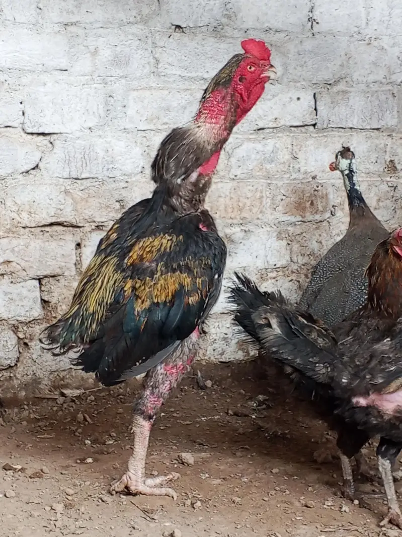 bahut ke acha pair ha white male black female — photo 6