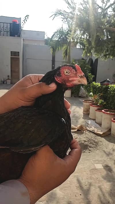 Aseel amroha blood madi for sale.
