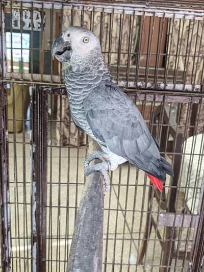 African grey