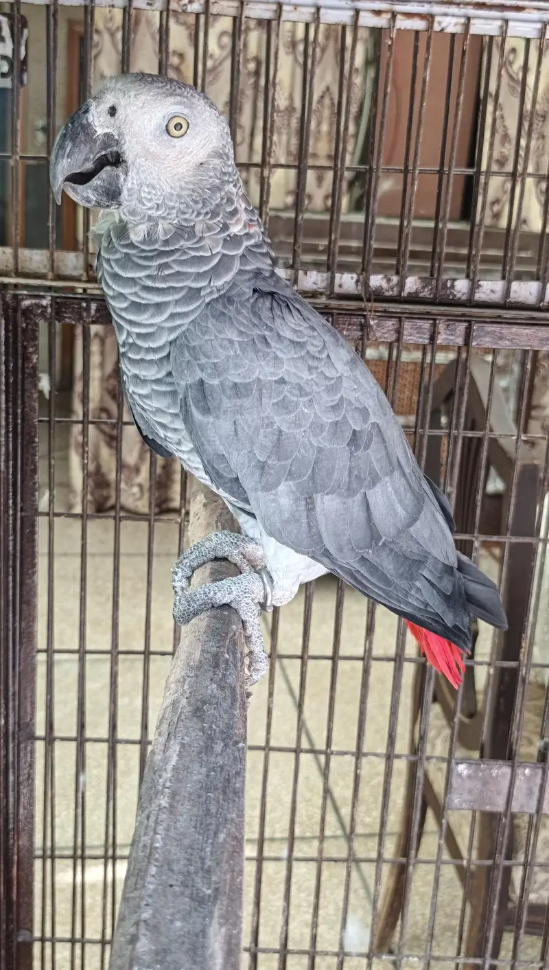 African grey — photo 2