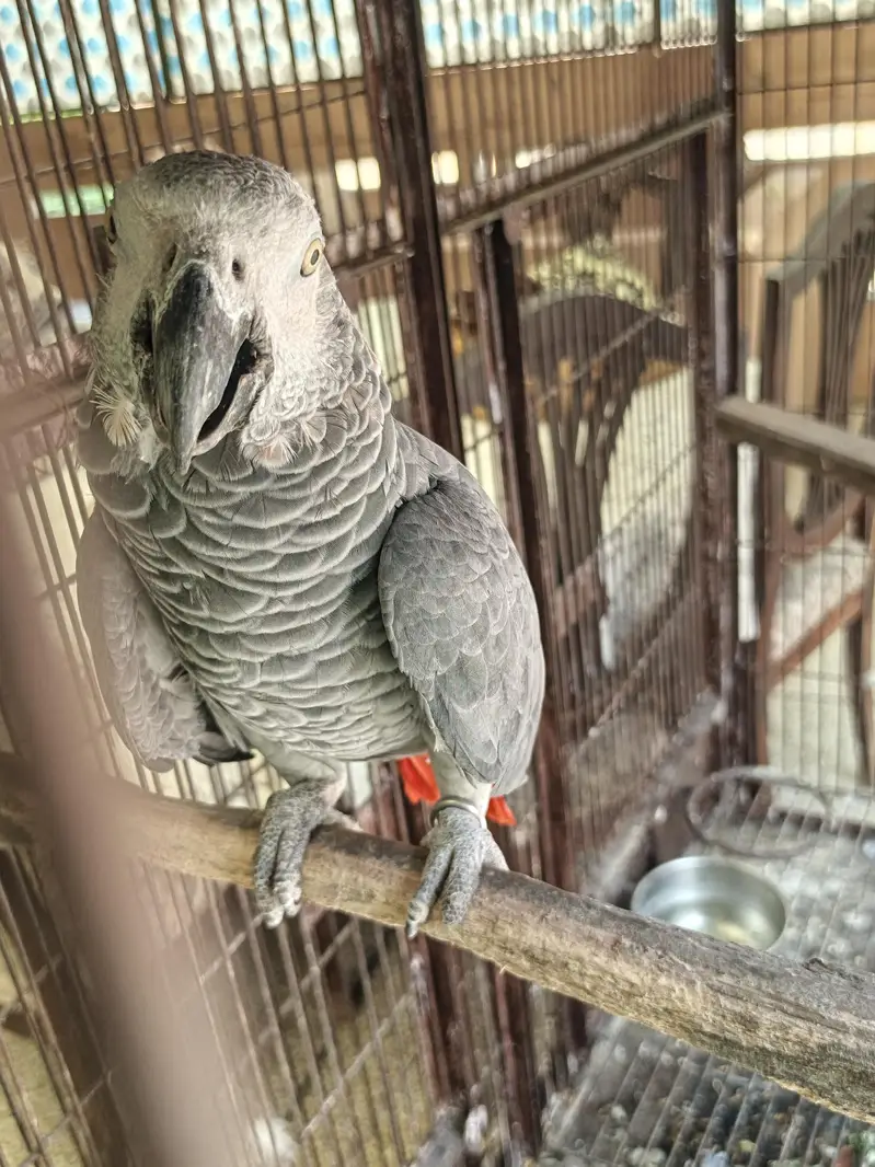 African grey — photo 3
