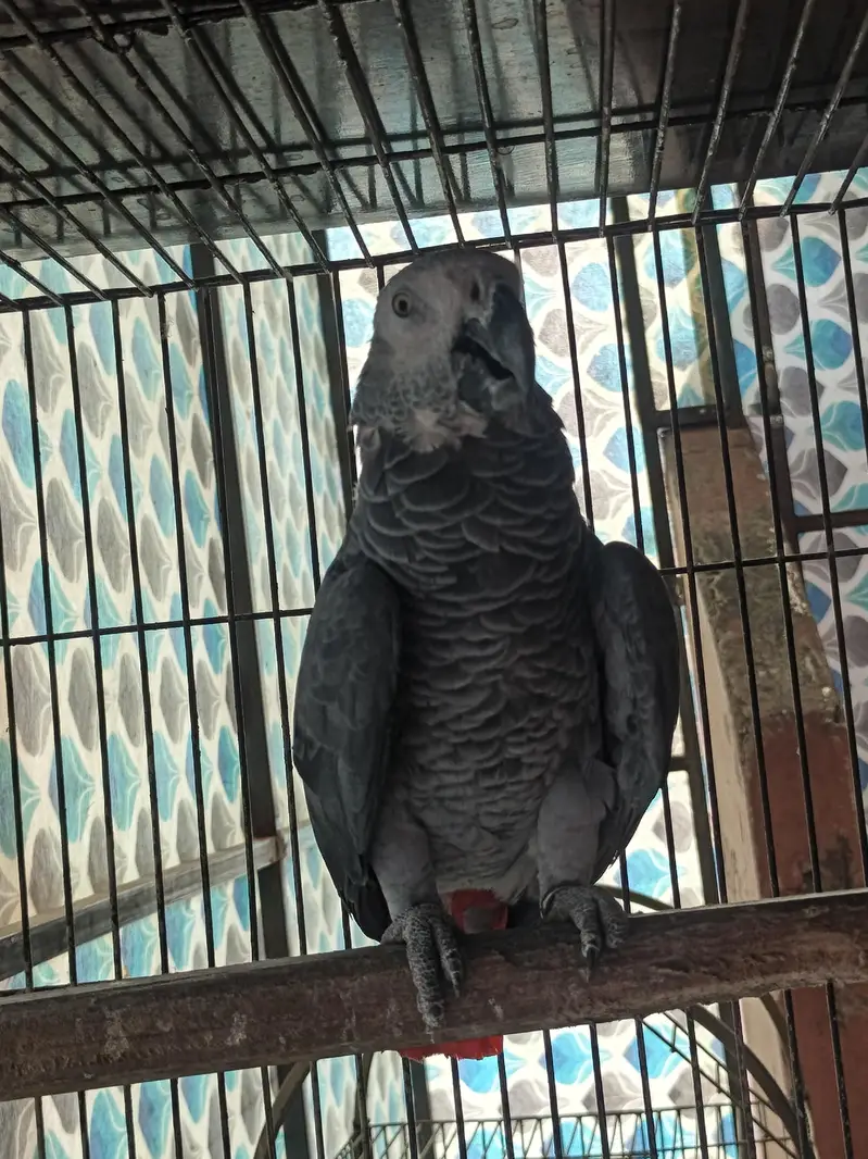 African grey — photo 4