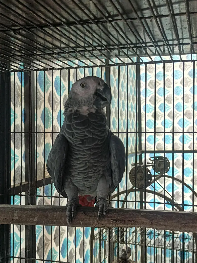 African grey — photo 5