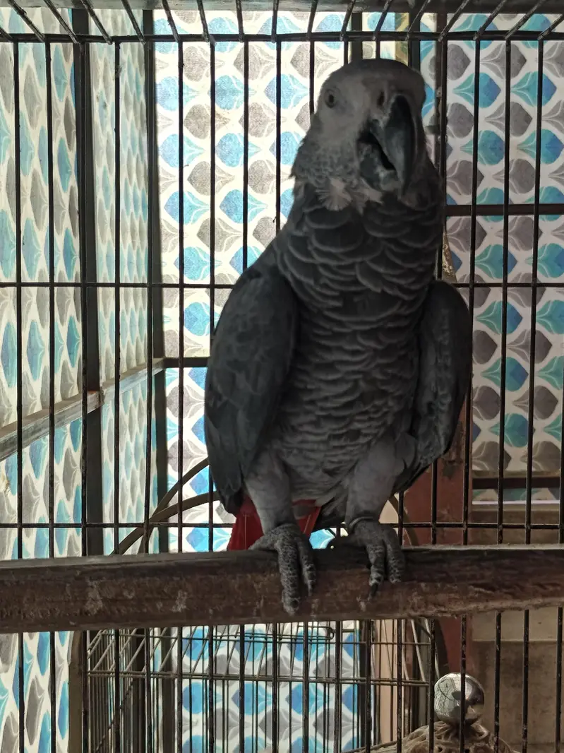 African grey — photo 6