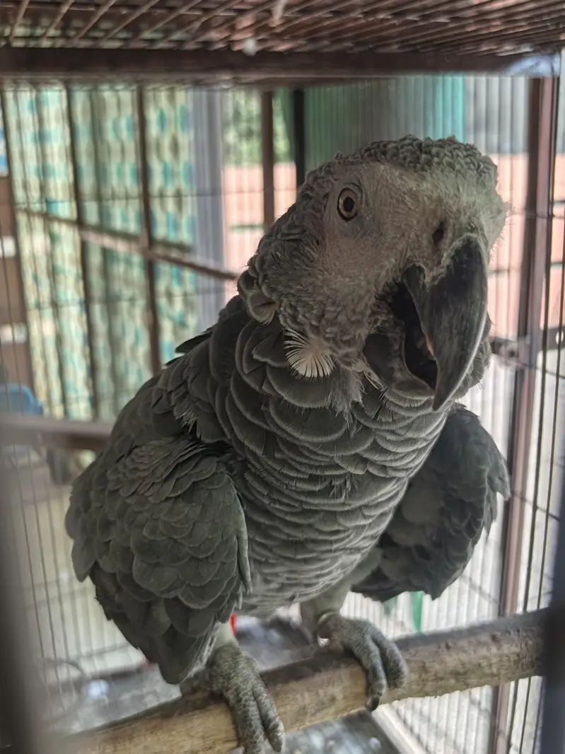 African grey — photo 7