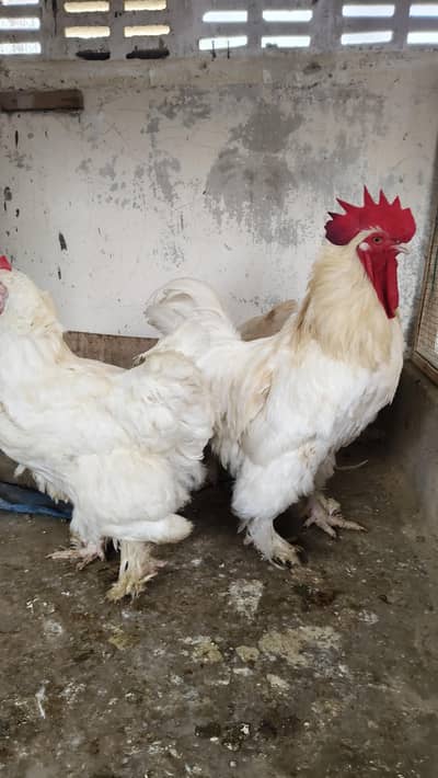 white heavy Cochin trio