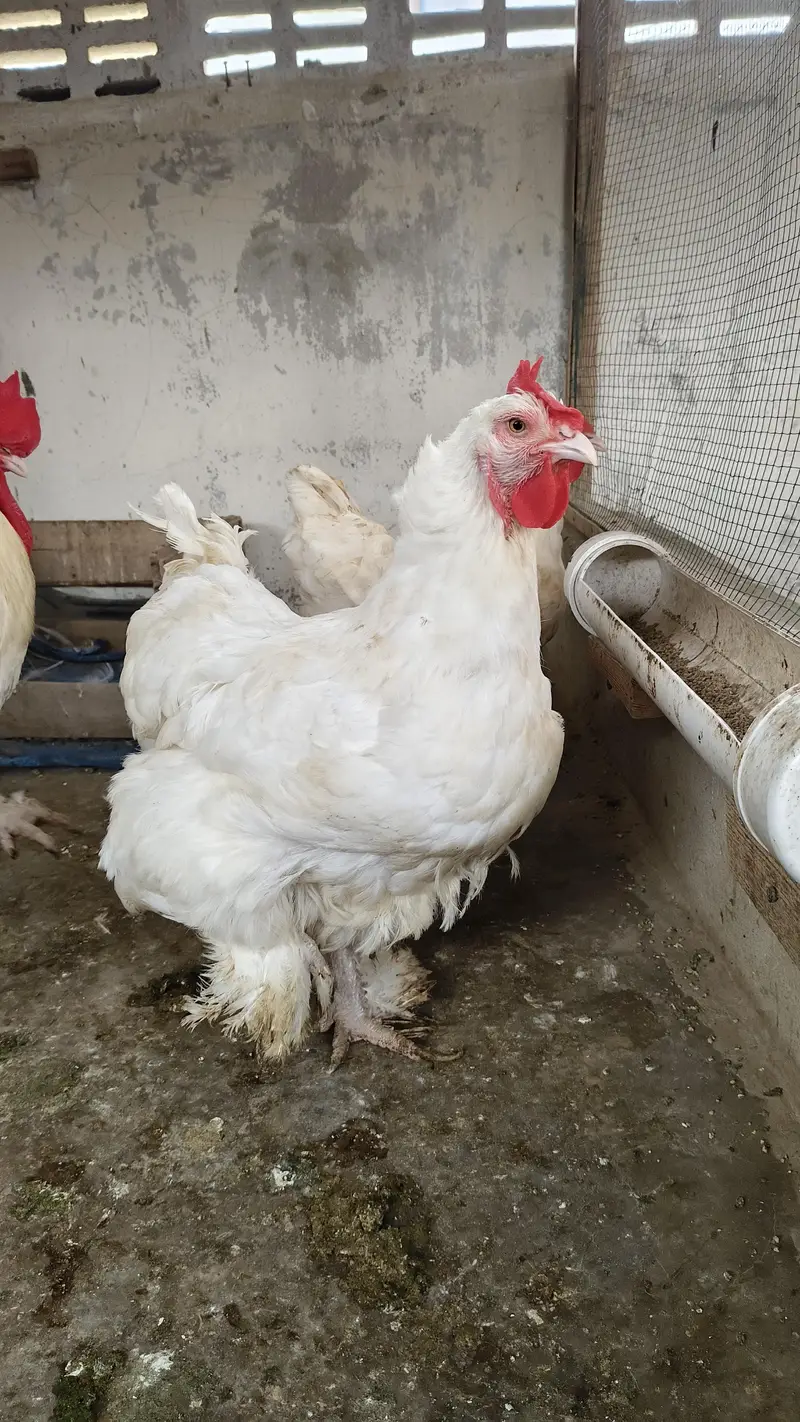 white heavy Cochin trio — photo 2