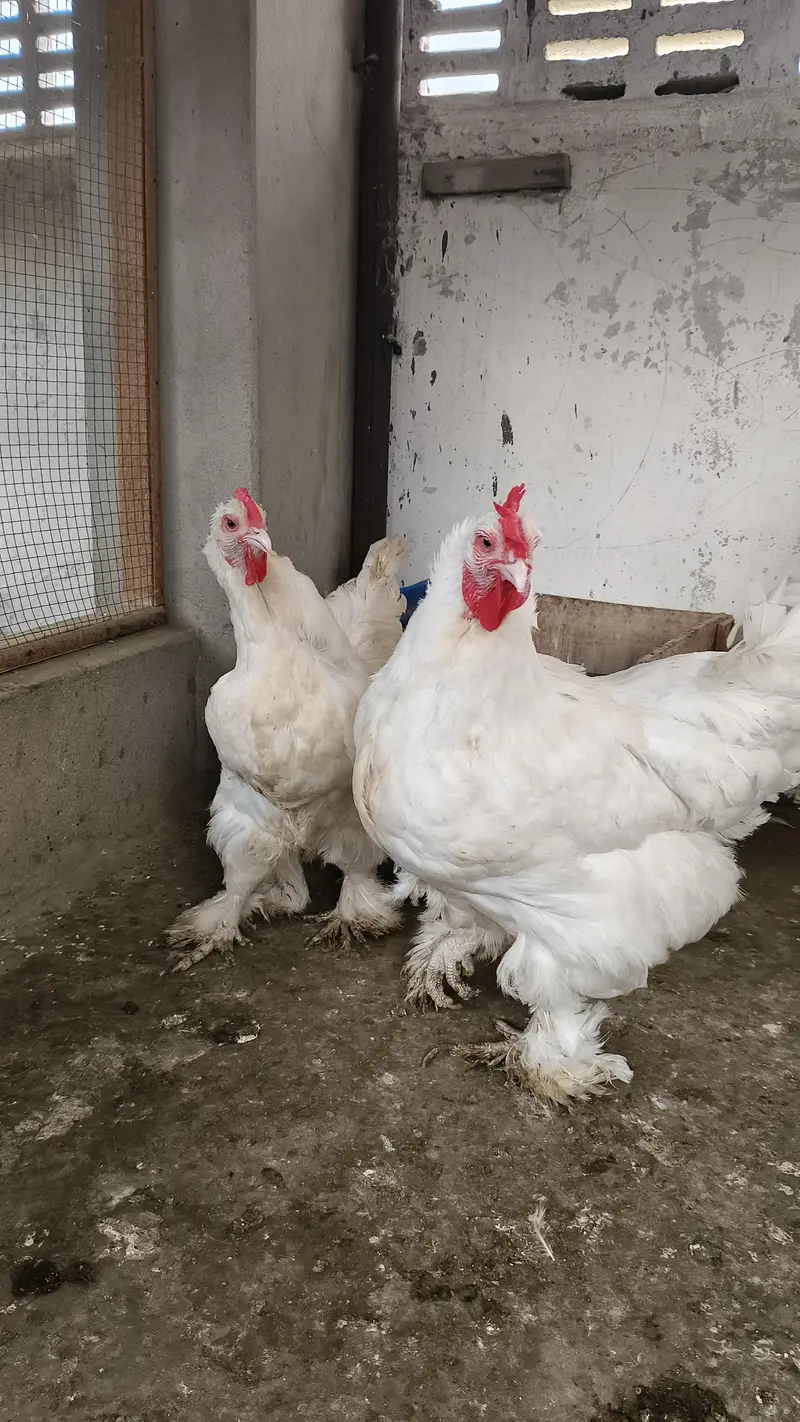 white heavy Cochin trio — photo 3