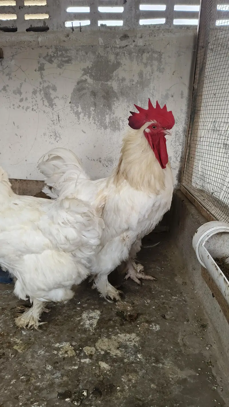 white heavy Cochin trio — photo 5