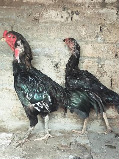 Thai Vatenami Breeder pair