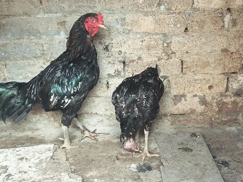 Thai Vatenami Breeder pair — photo 2