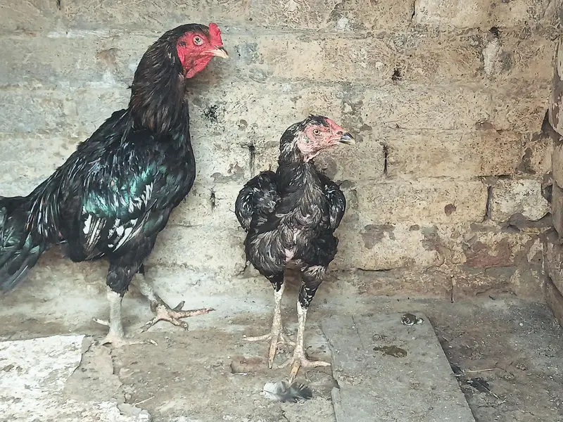 Thai Vatenami Breeder pair — photo 3