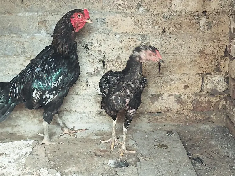 Thai Vatenami Breeder pair — photo 4