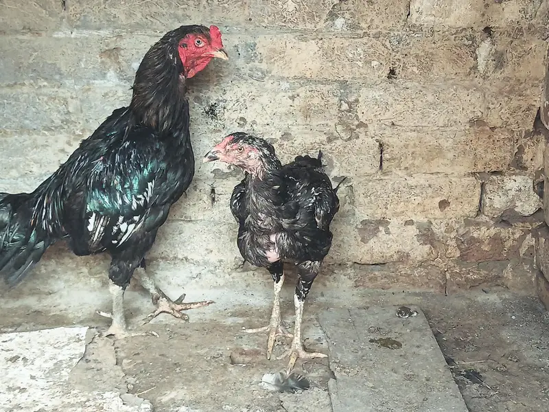 Thai Vatenami Breeder pair — photo 5